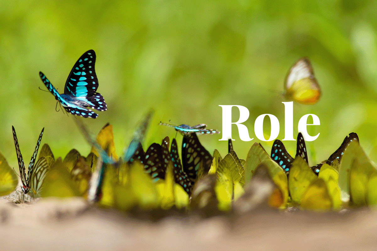 How biodiversity loss impacts ecosystems and what we can do to help Biology Diagrams